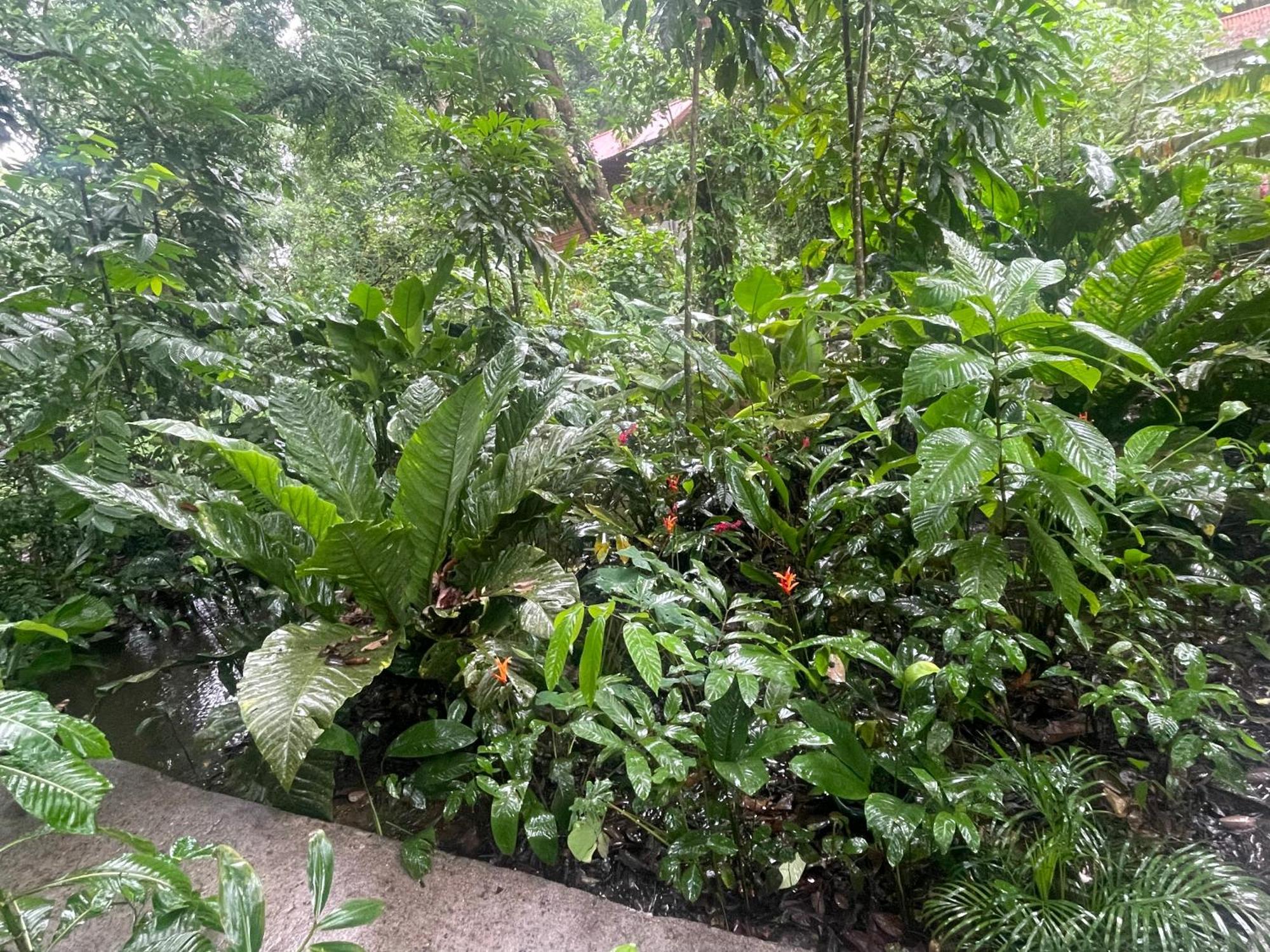 Casa Jaguar Tortuguero Villa Ngoại thất bức ảnh