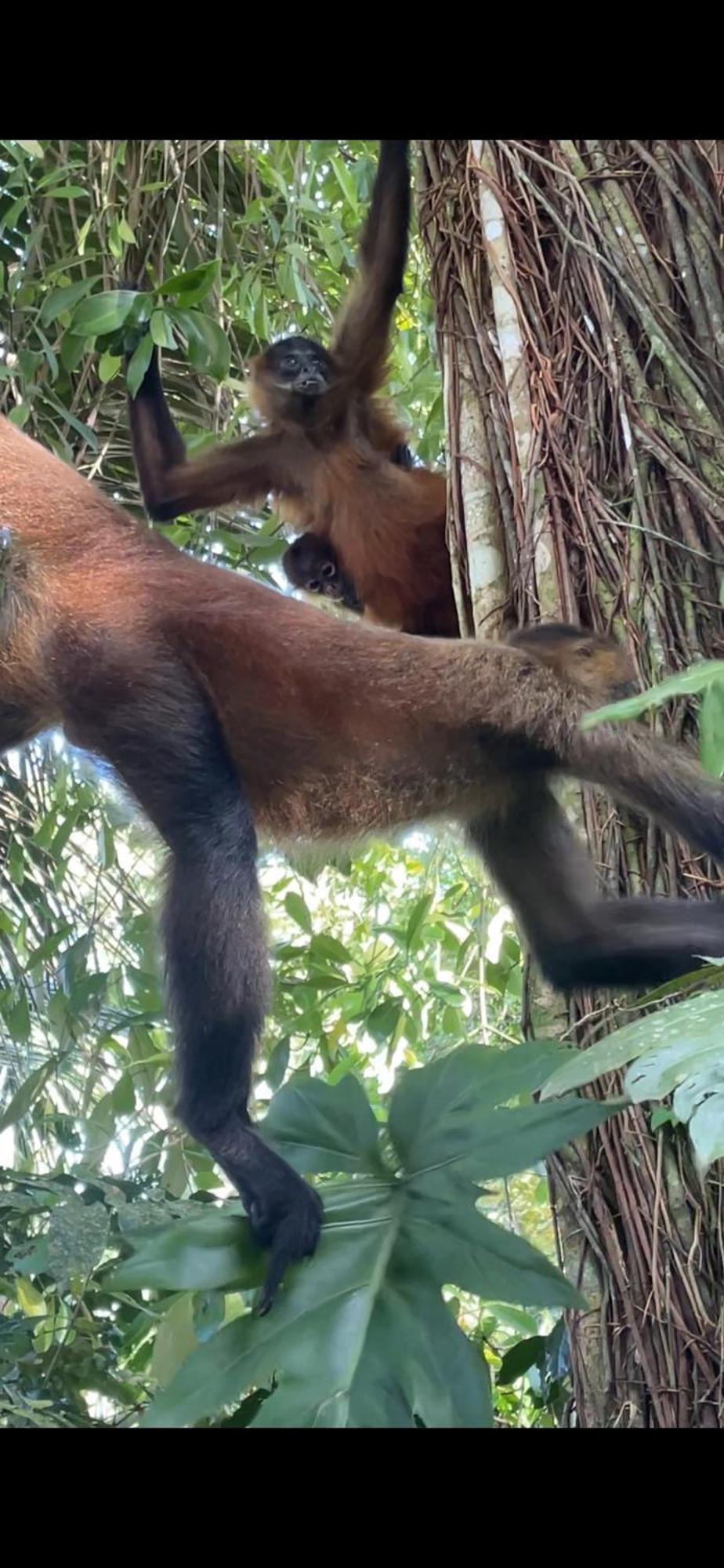 Casa Jaguar Tortuguero Villa Ngoại thất bức ảnh